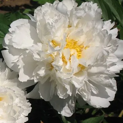 Пион БОУЛ ОФ КРИМ травянистый в Чебоксарах