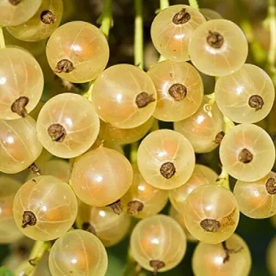 Смородина белая СМОЛЬЯНИНОВСКАЯ  Смородина белая СМОЛЬЯНИНОВСКАЯ в Чебоксарах