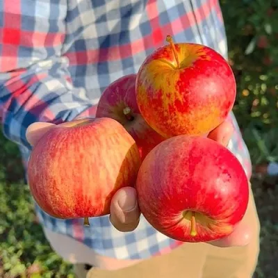 Яблоня КРАСАВИТА  Яблоня КРАСАВИТА в Чебоксарах