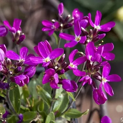 Арабис РОУЗ делайт  Арабис РОУЗ делайт в Чебоксарах