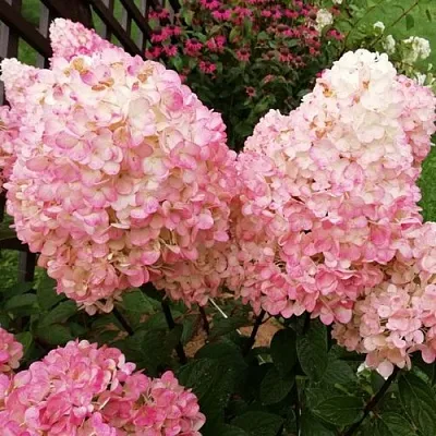 Гортензия МЭДЖИКАЛ КЭНДЛ метельчатая  Гортензия МЭДЖИКАЛ КЭНДЛ метельчатая в Чебоксарах