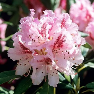 Рододендрон ЧИР в Чебоксарах