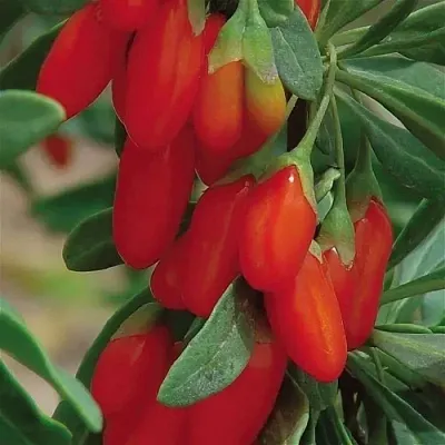 Годжи ВЯЧЕСЛАВ  Годжи ВЯЧЕСЛАВ в Чебоксарах