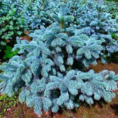 Ель СУПЕР БЛЮ СИДЛИНГ колючая в Чебоксарах