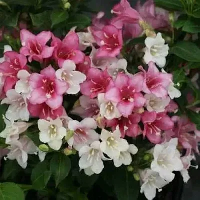 Вейгела КАРНАВАЛ  Вейгела КАРНАВАЛ в Чебоксарах