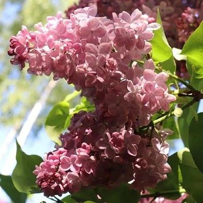 Сирень МЕДОВЫЙ СПАС  Сирень МЕДОВЫЙ СПАС в Чебоксарах