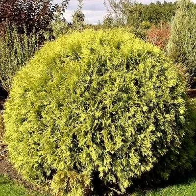 Туя ГЛОБОЗА АУРЕА западная — описание сорта Туя ГЛОБОЗА АУРЕА западная в Чебоксарах