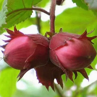 Фундук АЙВЕНГО  Фундук АЙВЕНГО в Чебоксарах