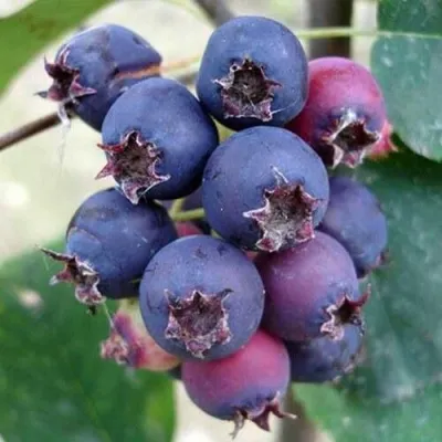 Ирга SLEYT — описание сорта Ирга SLEYT в Чебоксарах