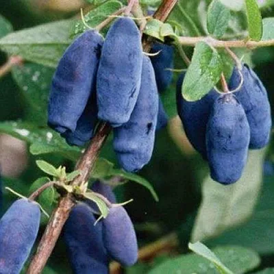 Жимолость съедобная ЛАЗУРНАЯ в Чебоксарах