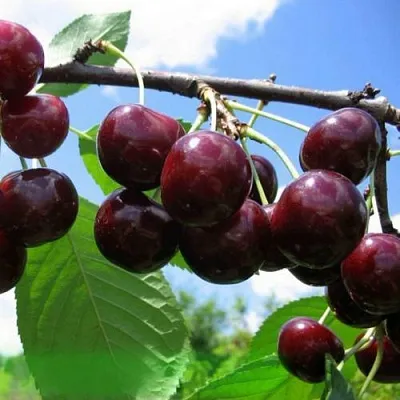 Дюк ЧУДО-ВИШНЯ  Дюк ЧУДО-ВИШНЯ в Чебоксарах