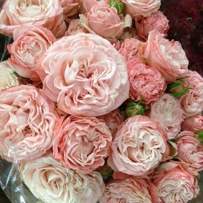 Саженцы роз МАДАМ БОМБАСТИК спрей  Саженцы роз МАДАМ БОМБАСТИК спрей в Чебоксарах