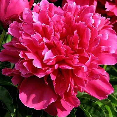 Пион ВИКТУАР ДЕ ЛА МАРН травянистый  Пион ВИКТУАР ДЕ ЛА МАРН травянистый в Чебоксарах