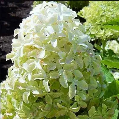 Гортензия МЭДЖИКАЛ ЛАЙМ СПАРКЛ метельчатая  Гортензия МЭДЖИКАЛ ЛАЙМ СПАРКЛ метельчатая в Чебоксарах