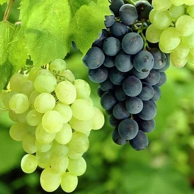 Столовый  Столовый в Чебоксарах