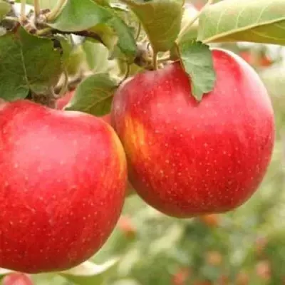 Яблоня ДЖОНАГОЛД  Яблоня ДЖОНАГОЛД в Чебоксарах