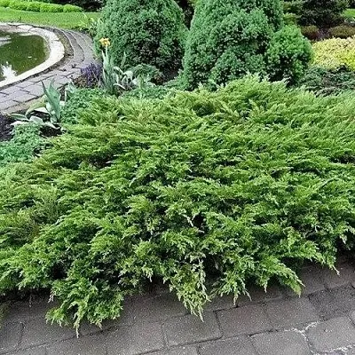 Можжевельник РОКЕРИ ДЖЕМ казацкий  Можжевельник РОКЕРИ ДЖЕМ казацкий в Чебоксарах