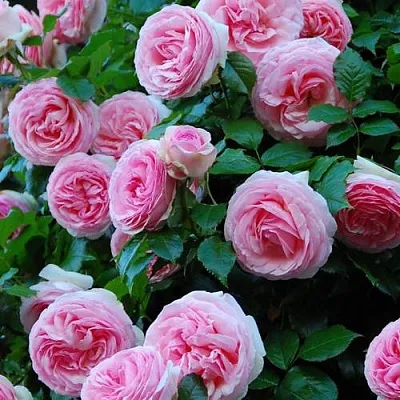 Саженцы роз ПЬЕР ДЕ РОНСАР плетистая  Саженцы роз ПЬЕР ДЕ РОНСАР плетистая в Чебоксарах