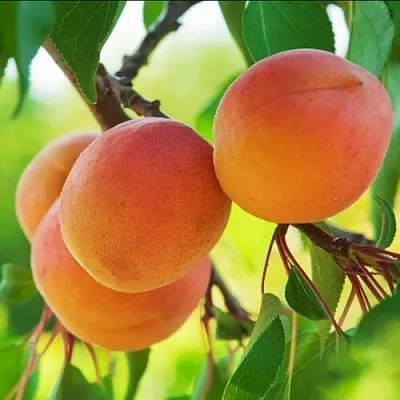 Абрикос ДЕБЮТ  Абрикос ДЕБЮТ в Чебоксарах