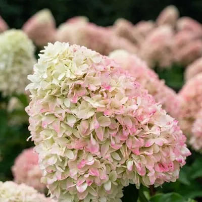 Гортензия САММЕР ЛАВ метельчатая  Гортензия САММЕР ЛАВ метельчатая в Чебоксарах