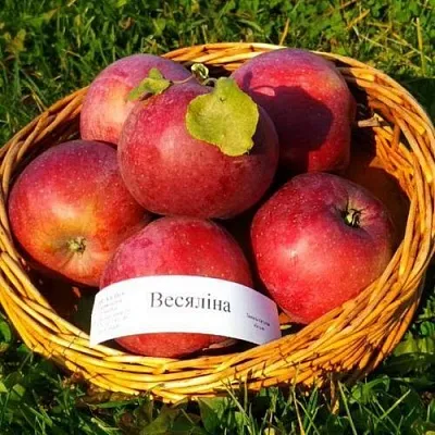 Яблоня ВЕСЯЛИНА  Яблоня ВЕСЯЛИНА в Чебоксарах