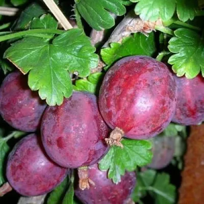 Крыжовник КОЛОБОК  Крыжовник КОЛОБОК в Чебоксарах