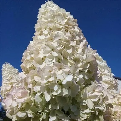 Гортензия ПОЛАР БИР метельчатая  Гортензия ПОЛАР БИР метельчатая в Чебоксарах