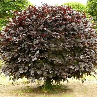 Бук лесной АТРОПУНИЦЕА  Бук лесной АТРОПУНИЦЕА в Чебоксарах