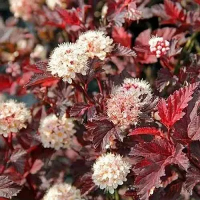 Пузыреплодник ЛЕДИ ИН РЕД  Пузыреплодник ЛЕДИ ИН РЕД в Чебоксарах