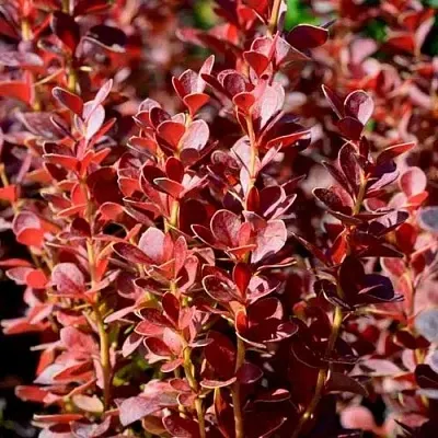 Барбарис ВУЛКАНО тунберга  Барбарис ВУЛКАНО тунберга в Чебоксарах