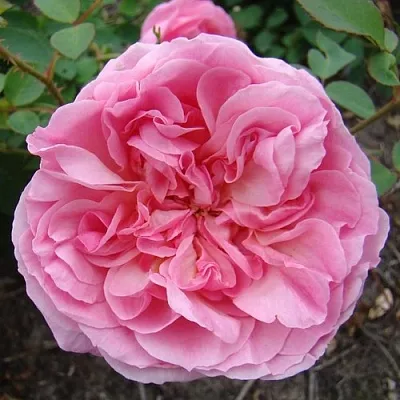 Саженцы роз ХАЙДИ ХОЛЛ английская  Саженцы роз ХАЙДИ ХОЛЛ английская в Чебоксарах