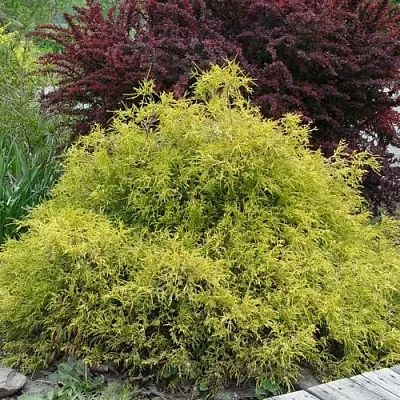 Кипарисовик ГОЛДЕН МОП горохоплодный  Кипарисовик ГОЛДЕН МОП горохоплодный в Чебоксарах