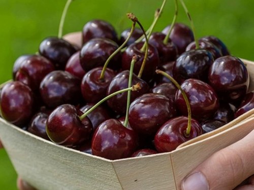 Лучшие крупноплодные сорта черешни для сада: описание и рекомендации
