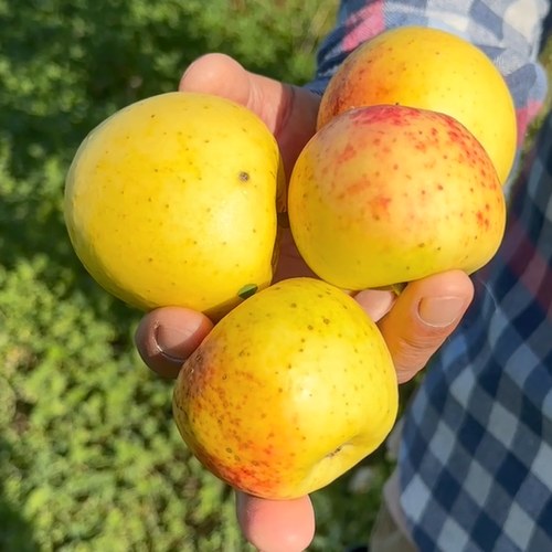 Яблоня КОРИЧНОЕ АНАНАСНОЕ в Чебоксарах