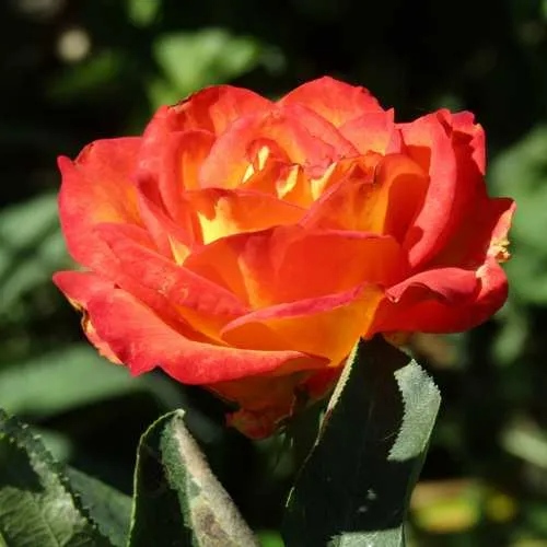 Роза ЛИНА чайно-гибридная  в Чебоксарах