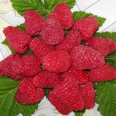 Сладкая в Чебоксарах