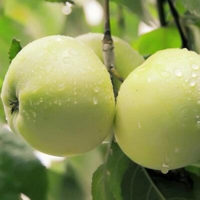 Саженцы яблони оптом в Чебоксарах