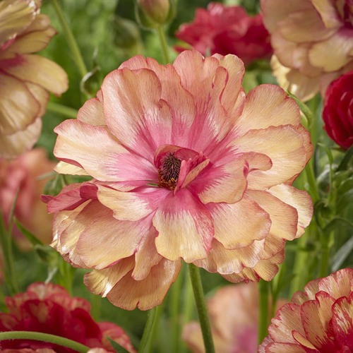 Ранункулюс МУЗА баттерфляй в Чебоксарах