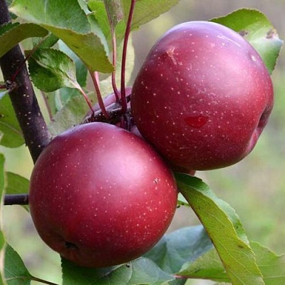 Яблоня красномясая в Чебоксарах