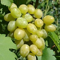 Виноград в Чебоксарах