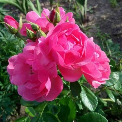 Роза АНГЕЛА флорибунда в Чебоксарах