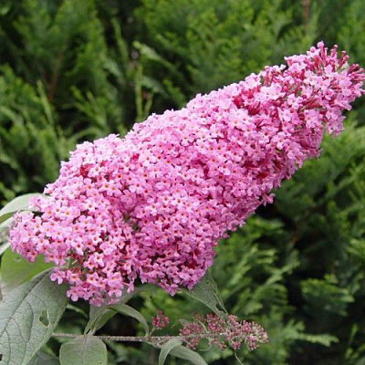 Буддлея давида ПИНК ДЕЛАЙТ в Чебоксарах