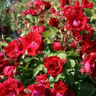 Роза ЧАМПЛЕЙН флорибунда в Чебоксарах