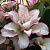лилия Роузлили Аннушка