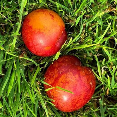 Шарафуга НЕКТАРИННАЯ в Чебоксарах