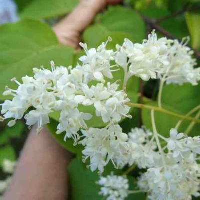 Сирень АМУРСКАЯ в Чебоксарах