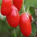 Годжи (чудо-ягода) в Чебоксарах