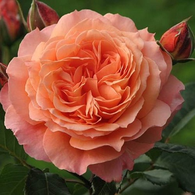 Роза шраб в Чебоксарах