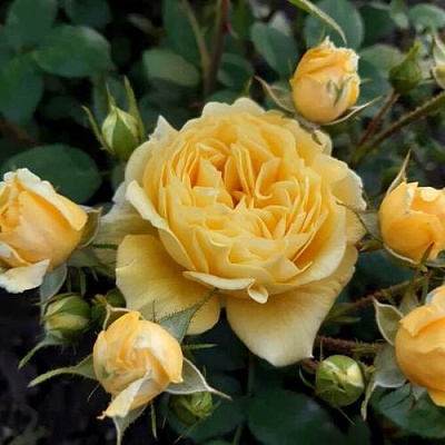 Роза флорибунда в Чебоксарах