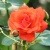 Роза АНЖЕЛИКА чайно-гибридная  в Чебоксарах